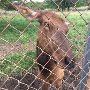 Native Hoofed Animal Enclosure - Elk - Parks Near Me