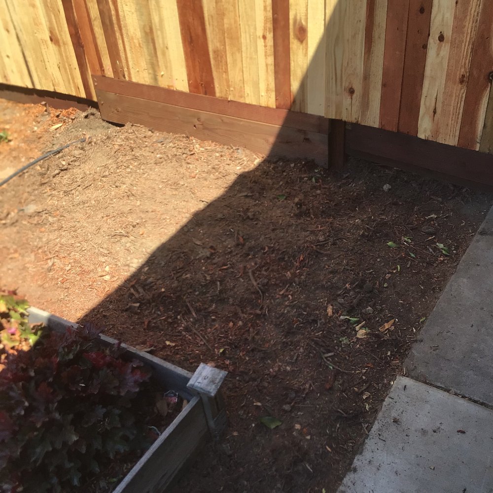Ed's Stump Grinding - Laurel stump removed. - Tree Services Near Me - North Highlands, California Ed's Stump Grinding - Laurel stump removed. - Tree Services Near Me - North Highlands, California