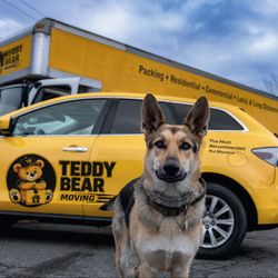 Teddy Bear Moving - Our dog