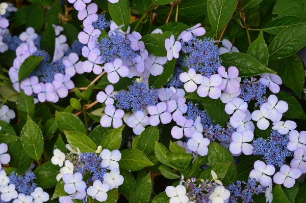 Memorial University Botanical Garden by null