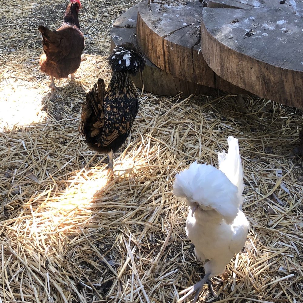 Strawberry Creek Inn - Oh my god chickens! - Hotels Near Me - Idyllwild, California