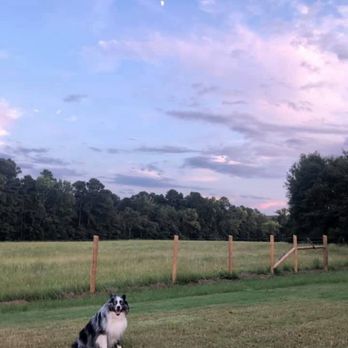 Bruechner Animal Hospital - Tupelo Miss...one of many pets the Bruechner's care for. - Veterinarians Near Me - Mount Pleasant, Texas Bruechner Animal Hospital - Tupelo Miss...one of many pets the Bruechner's care for. - Veterinarians Near Me - Mount Pleasant, Texas