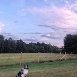Bruechner Animal Hospital - Tupelo Miss...one of many pets the Bruechner's care for. ‍