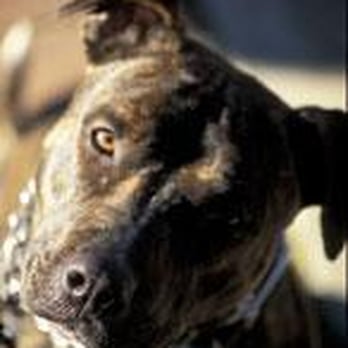 Rocket Dog Rescue - ZuZu - Animal Shelters Near Me - Oakland, California