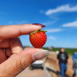 Southern Hill Farms - Tiny strawberry