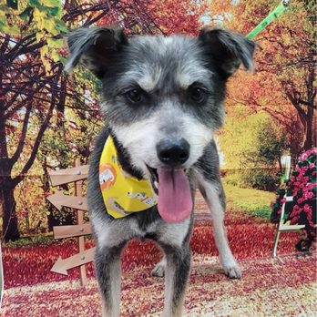 Doggie Do's - After - Pet Groomers Near Me - Los Angeles, California