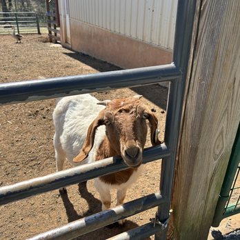 YODER’S COUNTRY MARKET - Updated November 2024 - 162 Photos & 106 ...