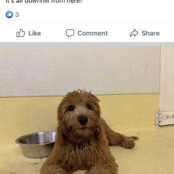 Happy Dogs - Hogging the Water Bowl :) - Pet Boarding Near Me - Long Island City, New York
