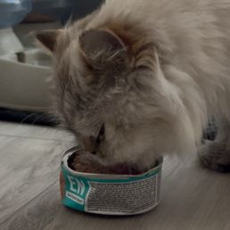 Mickey with his treat from the inFURmary!