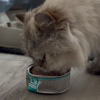 The inFURmary - Mickey with his treat from the inFURmary! - Veterinarians Near Me - San Diego, California