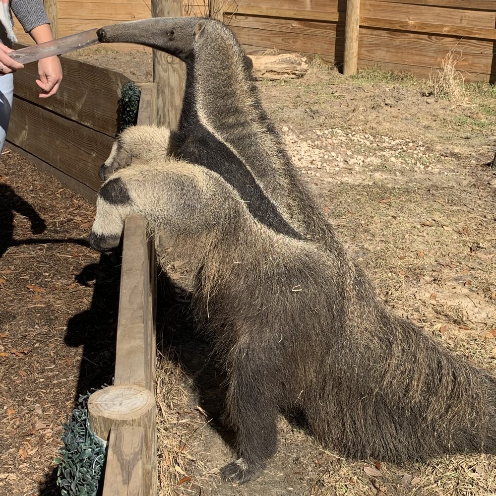 North Florida Wildlife Center - Bumi - Tours Near Me - Lamont, Florida