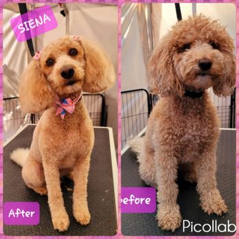 Joyful PawZ Pet Services - Dog Walkers Near Me Joyful PawZ Pet Services - Dog Walkers Near Me