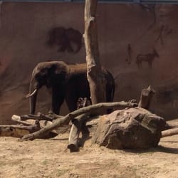 Ouwehand Dierenpark - De olifant.