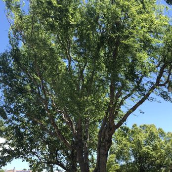 Antonio's Tree Trimming Service - After picture. - Tree Services Near Me - Antioch, California
