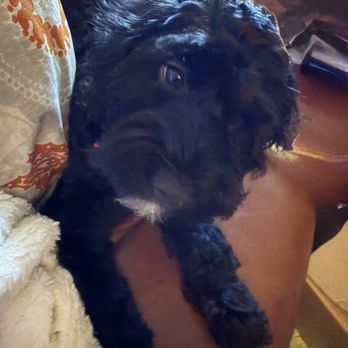 Barkonia - After - Pet Groomers Near Me - Alameda, California