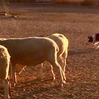 SoCal Herding - My pup "Dez" at SoCal Herding - Pet Training Near Me - Palmdale, California SoCal Herding - My pup "Dez" at SoCal Herding - Pet Training Near Me - Palmdale, California