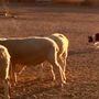 Photo of SoCal Herding