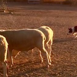 SoCal Herding - My pup "Dez" at SoCal Herding