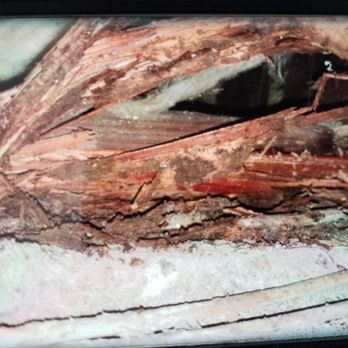 PestNow - Damaged sill plate - Pest Control Near Me - Ijamsville, Maryland