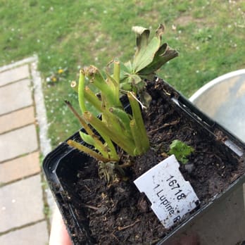Ahrens + Sieberz - Onlinelieferung von Ahrens&Sieberz - Nurseries & Gardening Near Me - Siegburg, NW Ahrens + Sieberz - Onlinelieferung von Ahrens&Sieberz - Nurseries & Gardening Near Me - Siegburg, NW