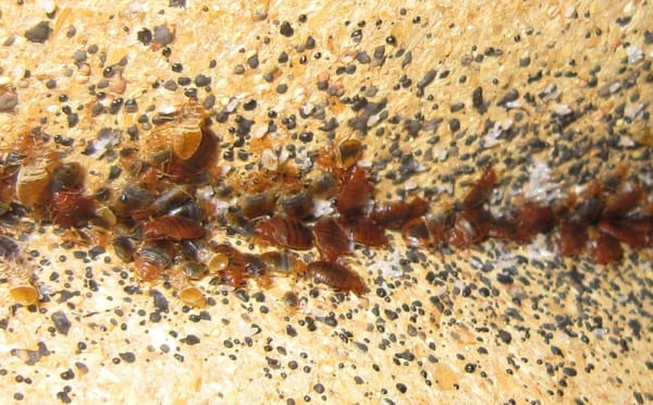 Tom Samples Pest Control