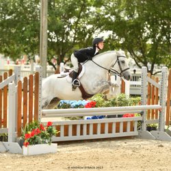 Rosepoint Sporthorses