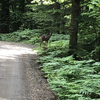 Falls Creek Falls - Spotted deer on the way out - Hiking Near Me - Carson, Washington Falls Creek Falls - Spotted deer on the way out - Hiking Near Me - Carson, Washington