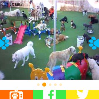 Camp Run-A-Mutt - I checked the muttcam right when my dog (bottom right) was nose to nose with a new friend! - Pet Sitting Near Me - Chula Vista, California