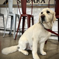 Samsara Wine - Always delicious swirling here at Samsara. Even better with tasting room mascot Gus.