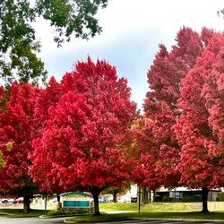 Cedar Eye Center Medical Group - Driveway in the autumn