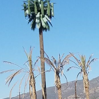 Best Western Date Tree Hotel - Sample of what those towers do to living things around  it..... - Hotels Near Me - Indio, California