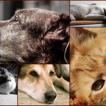 Peaceful Passing - Pet Cremation Services Near Me - Phoenix, Arizona Peaceful Passing - Pet Cremation Services Near Me - Phoenix, Arizona