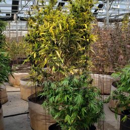 Nice plant. Nice plant.