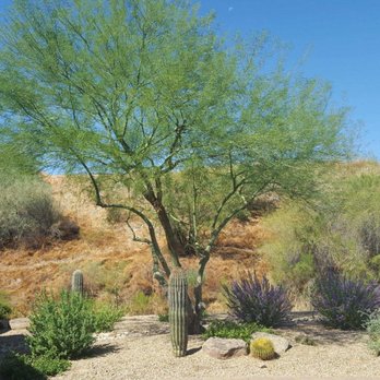 Liberty Tree Experts - Palo Verde AFTER - Tree Services Near Me