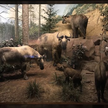 Field Museum - Museums Near Me - Chicago, Illinois Field Museum - Museums Near Me - Chicago, Illinois