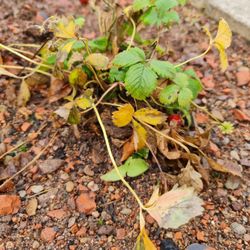 Hirschgarten - Erdbeeren im Winter