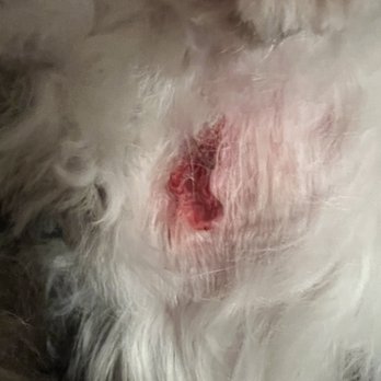 Puppy Cut Grooming - This is the open wound. - Pet Groomers Near Me - North Highlands, California Puppy Cut Grooming - This is the open wound. - Pet Groomers Near Me - North Highlands, California