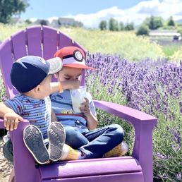 Lavender icecream!