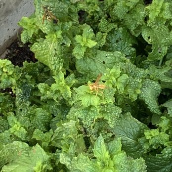 Bee Wise Pest Control - Pest Control Near Me - Las Vegas, Nevada