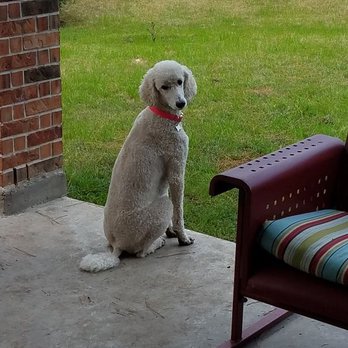4 Paws Critter Sitter - This is Stella, a very regal standard poodle. - Pet Sitting Near Me 4 Paws Critter Sitter - This is Stella, a very regal standard poodle. - Pet Sitting Near Me
