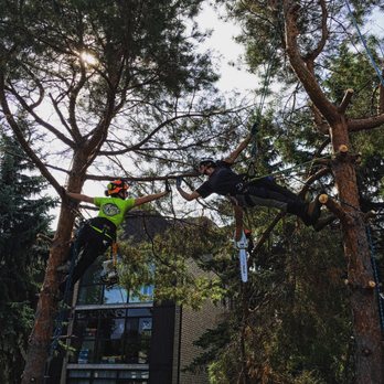 Pine to Palm - It's team work that makes the dream work! - Tree Services Near Me Pine to Palm - It's team work that makes the dream work! - Tree Services Near Me