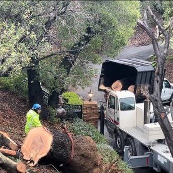 Bears Tree Services - Tree Services Near Me - Santa Cruz, California