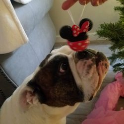 Pack Dynamics - A very special Christmas.
