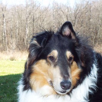 Harmony Tokalon Kennels - This is Miss Grace from Harmony Tokalon Kennels - Pet Stores Near Me - Stone Ridge, New York Harmony Tokalon Kennels - This is Miss Grace from Harmony Tokalon Kennels - Pet Stores Near Me - Stone Ridge, New York
