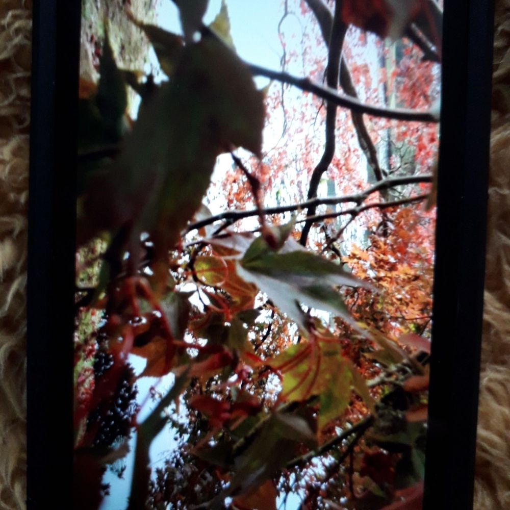 Sheffield Park Garden - Landmarks & Historical Buildings Near Me - Sheffield Park, ESX