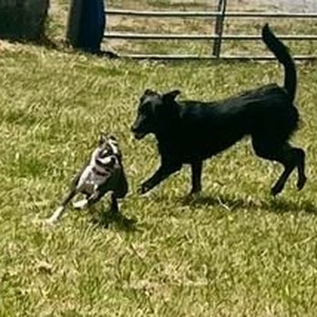 McCann's Canine Care - Bailey having a great time at McCann's - Dog Walkers Near Me McCann's Canine Care - Bailey having a great time at McCann's - Dog Walkers Near Me