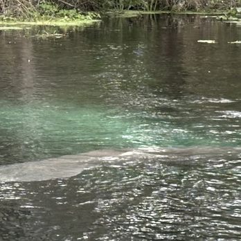 Silver Springs State Park - Tours Near Me - Silver Springs, Florida Silver Springs State Park - Tours Near Me - Silver Springs, Florida