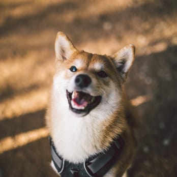 ZilkerBark - Alex made Nami smile a lot! - Pet Photography Near Me