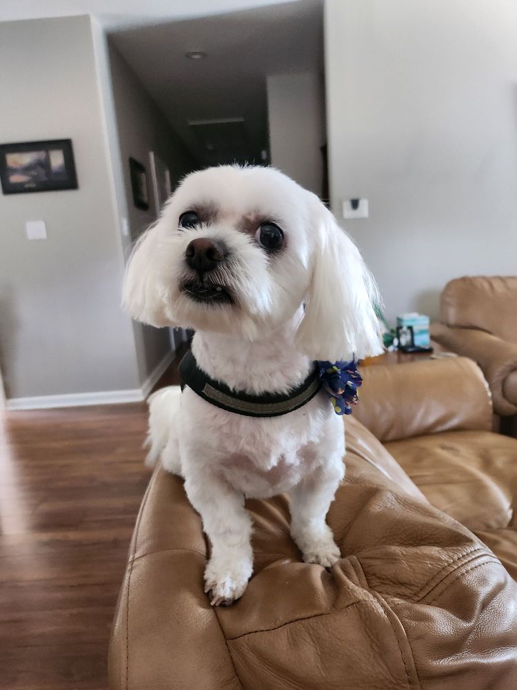 LAKESIDE DOG GROOMING Updated July 2024 18200 Fm 306, Canyon Lake