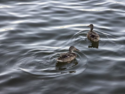 Catboat Pizza Bar by null